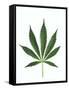 Leaves of Marijuana Plant, Cannabis-David Nunuk-Framed Stretched Canvas