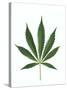 Leaves of Marijuana Plant, Cannabis-David Nunuk-Stretched Canvas
