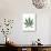 Leaves of Marijuana Plant, Cannabis-David Nunuk-Photographic Print displayed on a wall
