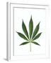 Leaves of Marijuana Plant, Cannabis-David Nunuk-Framed Photographic Print