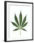 Leaves of Marijuana Plant, Cannabis-David Nunuk-Framed Photographic Print