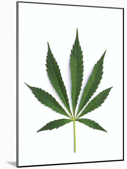 Leaves of Marijuana Plant, Cannabis-David Nunuk-Mounted Photographic Print