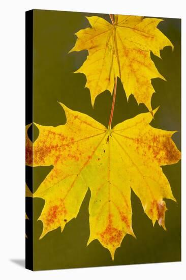 Leaves of Norway Maple in Autumn-null-Stretched Canvas