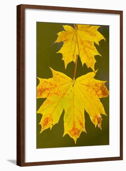 Leaves of Norway Maple in Autumn-null-Framed Photographic Print