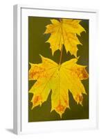 Leaves of Norway Maple in Autumn-null-Framed Photographic Print