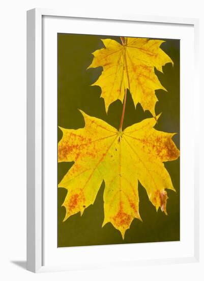 Leaves of Norway Maple in Autumn-null-Framed Photographic Print