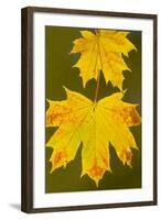 Leaves of Norway Maple in Autumn-null-Framed Photographic Print