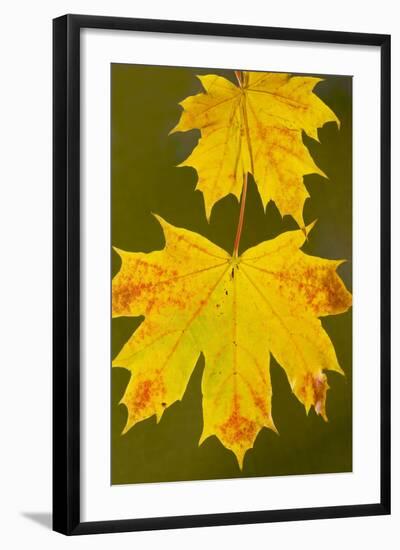 Leaves of Norway Maple in Autumn-null-Framed Photographic Print