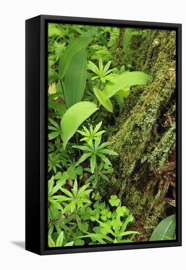 Leaves of Plants: Lily-Of-The-Valley, Wood-Sorrel and Woodruff, Moricsala Island, Lake Usma, Latvia-López-Framed Stretched Canvas