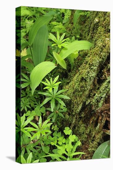 Leaves of Plants: Lily-Of-The-Valley, Wood-Sorrel and Woodruff, Moricsala Island, Lake Usma, Latvia-López-Stretched Canvas