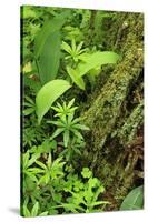 Leaves of Plants: Lily-Of-The-Valley, Wood-Sorrel and Woodruff, Moricsala Island, Lake Usma, Latvia-López-Stretched Canvas