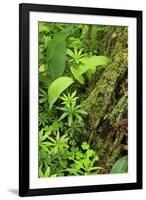 Leaves of Plants: Lily-Of-The-Valley, Wood-Sorrel and Woodruff, Moricsala Island, Lake Usma, Latvia-López-Framed Photographic Print