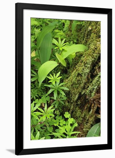 Leaves of Plants: Lily-Of-The-Valley, Wood-Sorrel and Woodruff, Moricsala Island, Lake Usma, Latvia-López-Framed Photographic Print