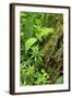 Leaves of Plants: Lily-Of-The-Valley, Wood-Sorrel and Woodruff, Moricsala Island, Lake Usma, Latvia-López-Framed Photographic Print