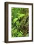 Leaves of Plants: Lily-Of-The-Valley, Wood-Sorrel and Woodruff, Moricsala Island, Lake Usma, Latvia-López-Framed Photographic Print