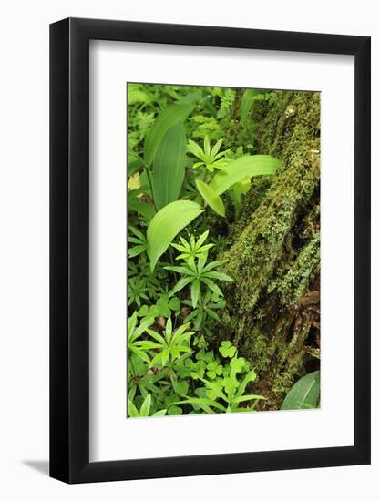 Leaves of Plants: Lily-Of-The-Valley, Wood-Sorrel and Woodruff, Moricsala Island, Lake Usma, Latvia-López-Framed Photographic Print