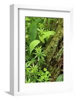 Leaves of Plants: Lily-Of-The-Valley, Wood-Sorrel and Woodruff, Moricsala Island, Lake Usma, Latvia-López-Framed Photographic Print