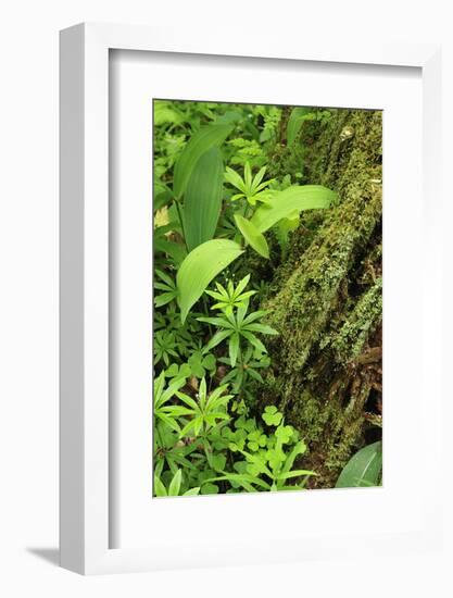 Leaves of Plants: Lily-Of-The-Valley, Wood-Sorrel and Woodruff, Moricsala Island, Lake Usma, Latvia-López-Framed Photographic Print