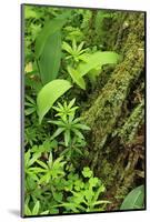 Leaves of Plants: Lily-Of-The-Valley, Wood-Sorrel and Woodruff, Moricsala Island, Lake Usma, Latvia-López-Mounted Photographic Print