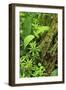 Leaves of Plants: Lily-Of-The-Valley, Wood-Sorrel and Woodruff, Moricsala Island, Lake Usma, Latvia-López-Framed Photographic Print