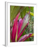 Leaves of the Croton plant, Piton Ste-Rose, East Reunion, Reunion Island, France-Walter Bibikow-Framed Photographic Print