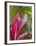 Leaves of the Croton plant, Piton Ste-Rose, East Reunion, Reunion Island, France-Walter Bibikow-Framed Photographic Print