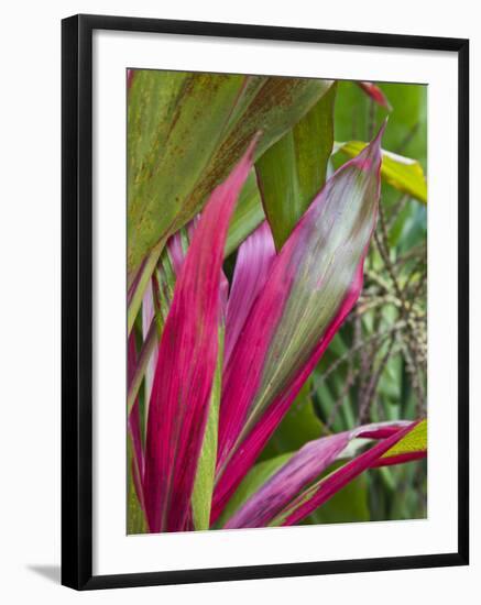 Leaves of the Croton plant, Piton Ste-Rose, East Reunion, Reunion Island, France-Walter Bibikow-Framed Photographic Print