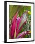 Leaves of the Croton plant, Piton Ste-Rose, East Reunion, Reunion Island, France-Walter Bibikow-Framed Photographic Print