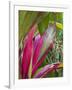 Leaves of the Croton plant, Piton Ste-Rose, East Reunion, Reunion Island, France-Walter Bibikow-Framed Photographic Print