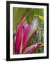 Leaves of the Croton plant, Piton Ste-Rose, East Reunion, Reunion Island, France-Walter Bibikow-Framed Photographic Print