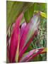 Leaves of the Croton plant, Piton Ste-Rose, East Reunion, Reunion Island, France-Walter Bibikow-Mounted Photographic Print