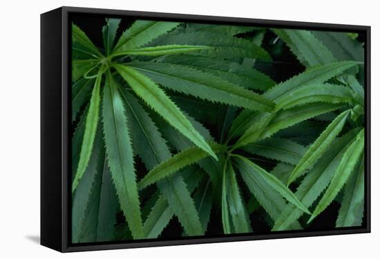 Leaves of the Hemp Plant-W. Perry Conway-Framed Stretched Canvas