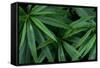 Leaves of the Hemp Plant-W. Perry Conway-Framed Stretched Canvas