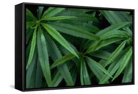 Leaves of the Hemp Plant-W. Perry Conway-Framed Stretched Canvas