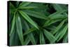 Leaves of the Hemp Plant-W. Perry Conway-Stretched Canvas