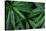 Leaves of the Hemp Plant-W. Perry Conway-Stretched Canvas