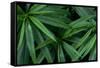 Leaves of the Hemp Plant-W. Perry Conway-Framed Stretched Canvas