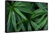 Leaves of the Hemp Plant-W. Perry Conway-Framed Stretched Canvas