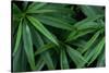 Leaves of the Hemp Plant-W. Perry Conway-Stretched Canvas