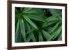 Leaves of the Hemp Plant-W. Perry Conway-Framed Photographic Print