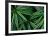 Leaves of the Hemp Plant-W. Perry Conway-Framed Photographic Print