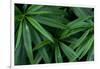 Leaves of the Hemp Plant-W. Perry Conway-Framed Photographic Print