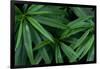 Leaves of the Hemp Plant-W. Perry Conway-Framed Photographic Print