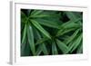 Leaves of the Hemp Plant-W. Perry Conway-Framed Photographic Print