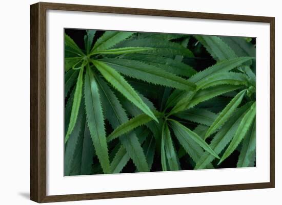 Leaves of the Hemp Plant-W. Perry Conway-Framed Photographic Print