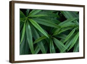 Leaves of the Hemp Plant-W. Perry Conway-Framed Photographic Print