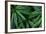 Leaves of the Hemp Plant-W. Perry Conway-Framed Photographic Print