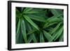 Leaves of the Hemp Plant-W. Perry Conway-Framed Photographic Print