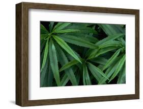 Leaves of the Hemp Plant-W. Perry Conway-Framed Photographic Print