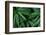 Leaves of the Hemp Plant-W. Perry Conway-Framed Photographic Print